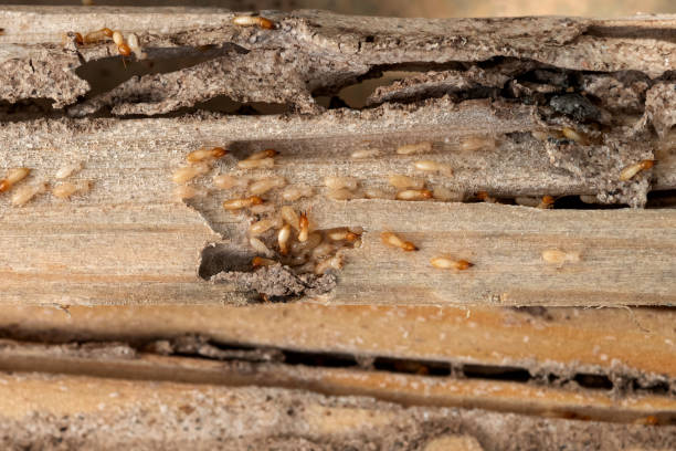 Best Pest Removal Services  in Gumlog, GA